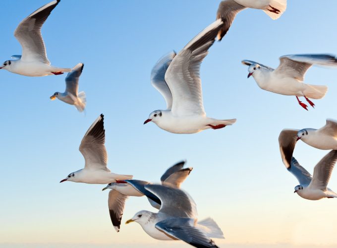 Stock Images gull, sky, seagulls, Stock Images 701251578